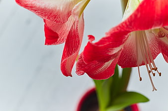 Close-up of Red and White Amaryllis Flower with Copyspace
