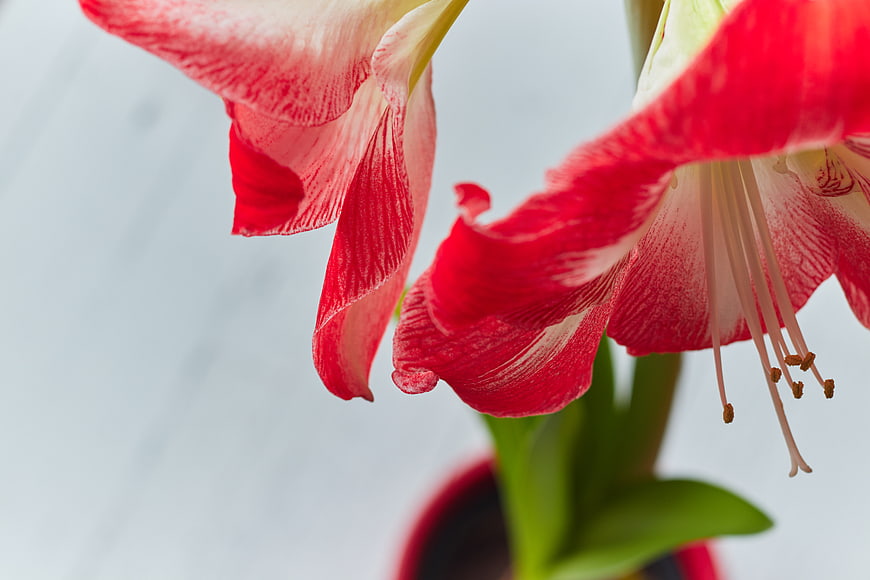 Close-up of Red and White Amaryllis Flower with Copyspace