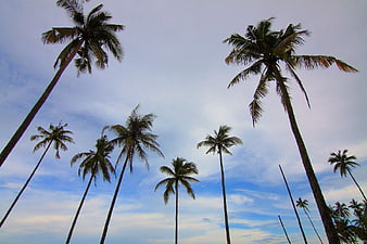 Tall Palm Trees Against Blue Sky with Clouds