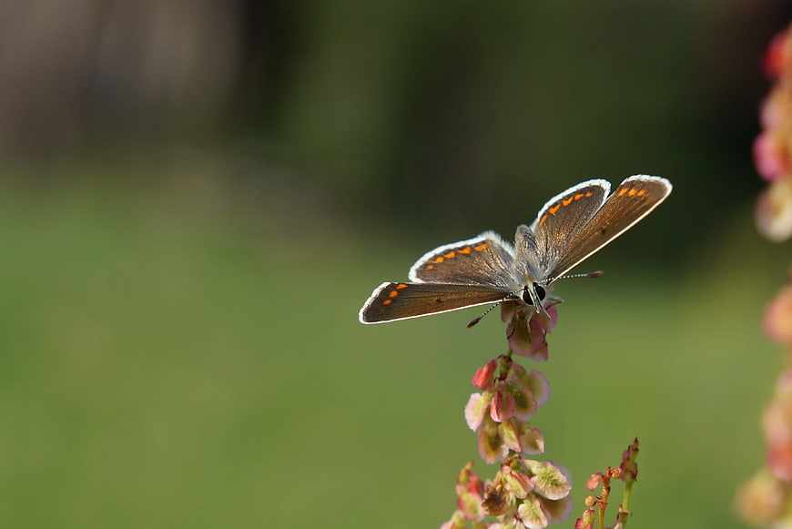Macro shot of a brown butterfly on a pink flower
