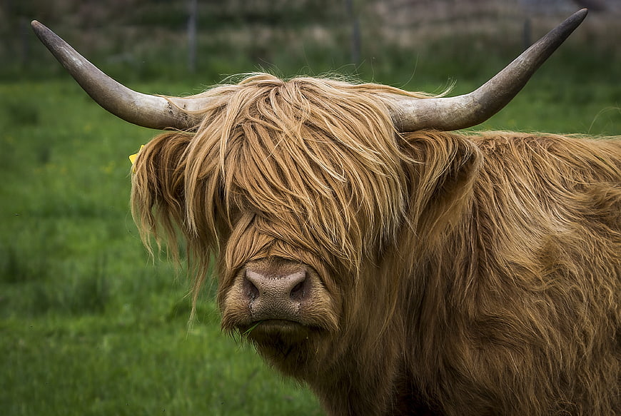 Close-up portrait of a shaggy Highland cow with long horns in a green pasture