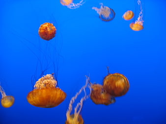 Orange Jellyfish Floating in Blue Aquarium Water