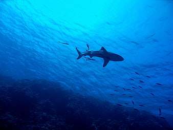 Silhouette of a shark swimming underwater near coral reef