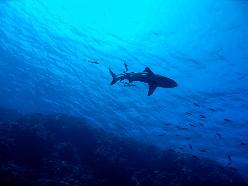 Silhouette of a shark swimming underwater near coral reef