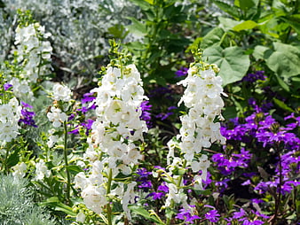 White Snapdragon Flowers in a Garden with Purple Blooms