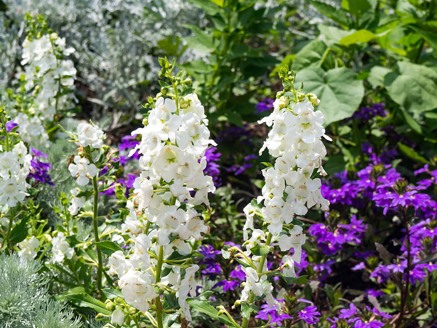 White Snapdragon Flowers in a Garden with Purple Blooms