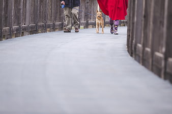 Low angle view of couple walking dog on wooden bridge