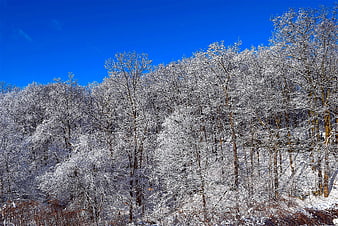 Snow-covered forest trees against a clear blue winter sky