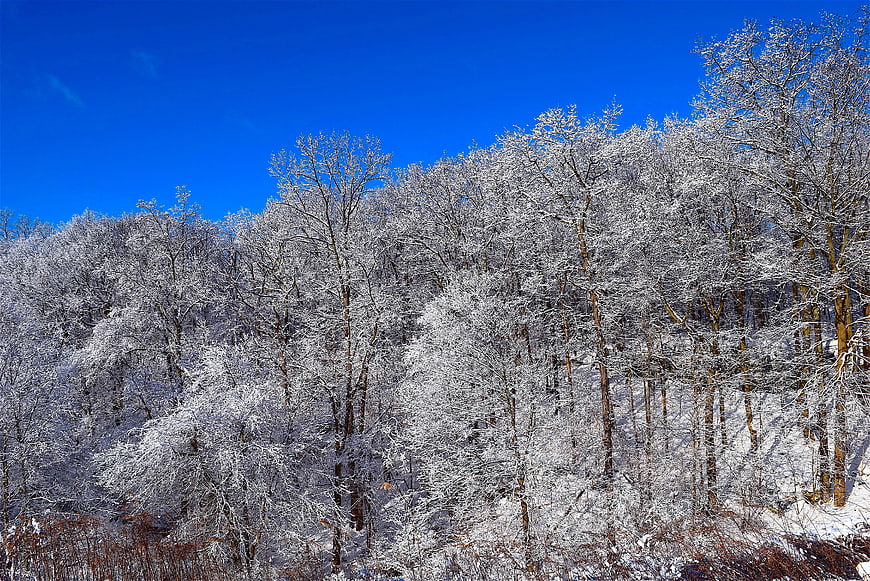 Snow-covered forest trees against a clear blue winter sky