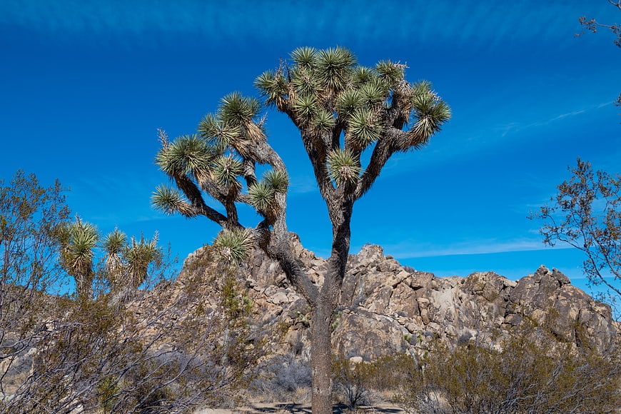 Joshua Tree Against Blue Sky in Mojave Desert Landscape