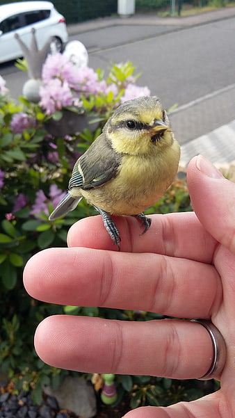 Small Blue Tit Bird Perched on Human Hand