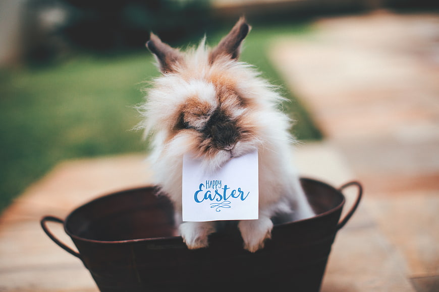 Cute fluffy rabbit holding Happy Easter sign in bucket