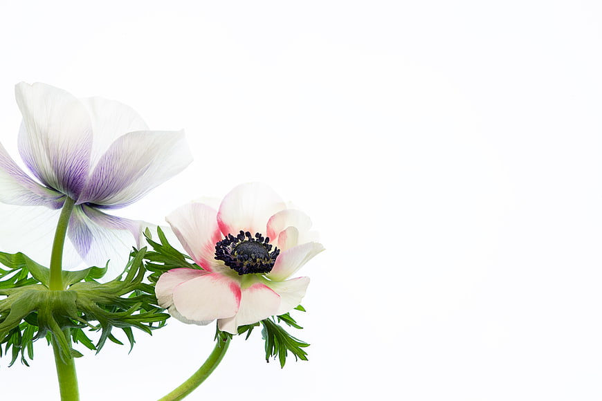 Delicate White and Pink Anemone Flowers on White Background