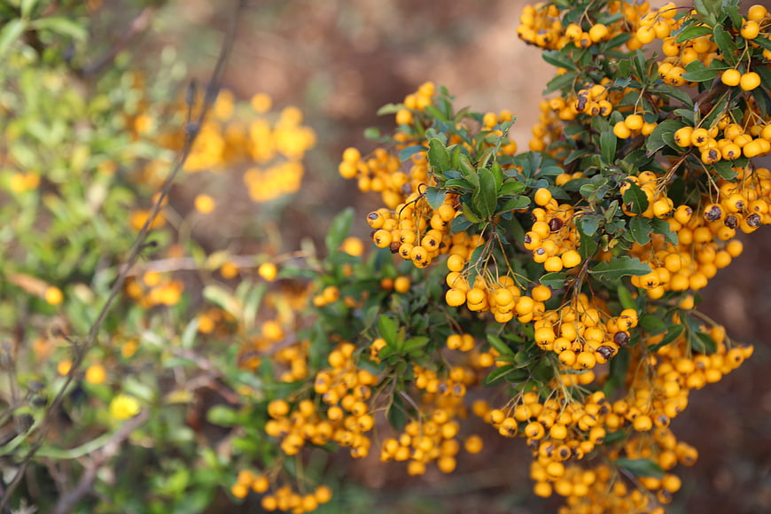 Close-up of vibrant yellow firethorn berries on a bush