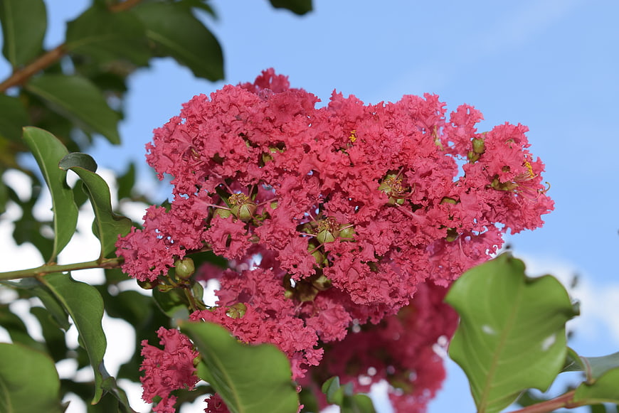 Vibrant Pink Crape Myrtle Flowers Against Blue Sky