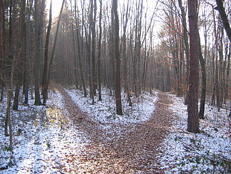 Winter Forest Path Crossroads With Snow And Bare Trees