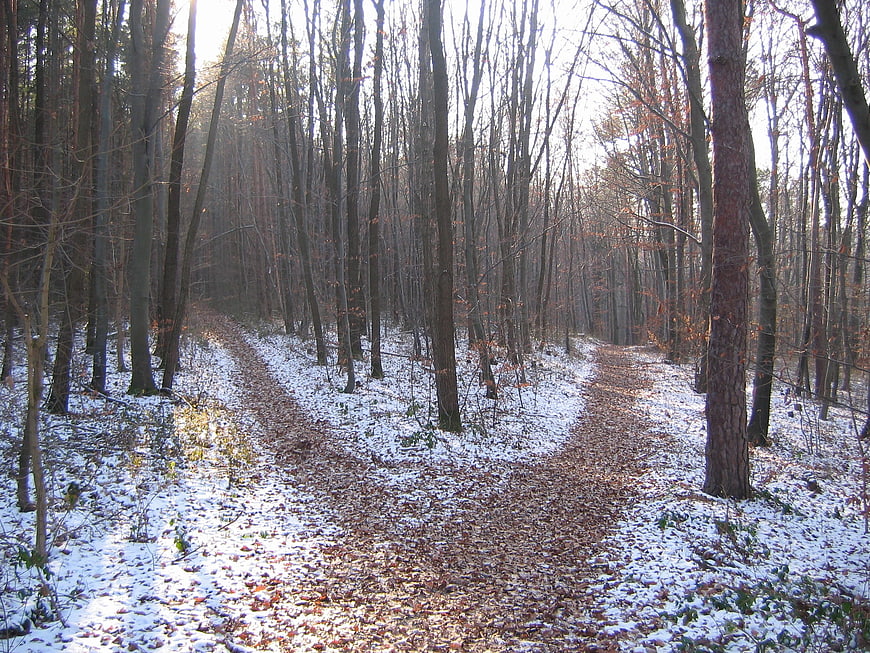 Winter Forest Path Crossroads With Snow And Bare Trees