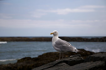 Ring-billed Gull Standing on Rocky Coastline