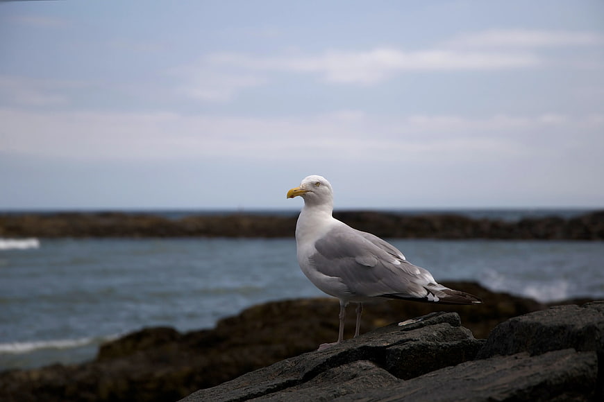 Ring-billed Gull Standing on Rocky Coastline