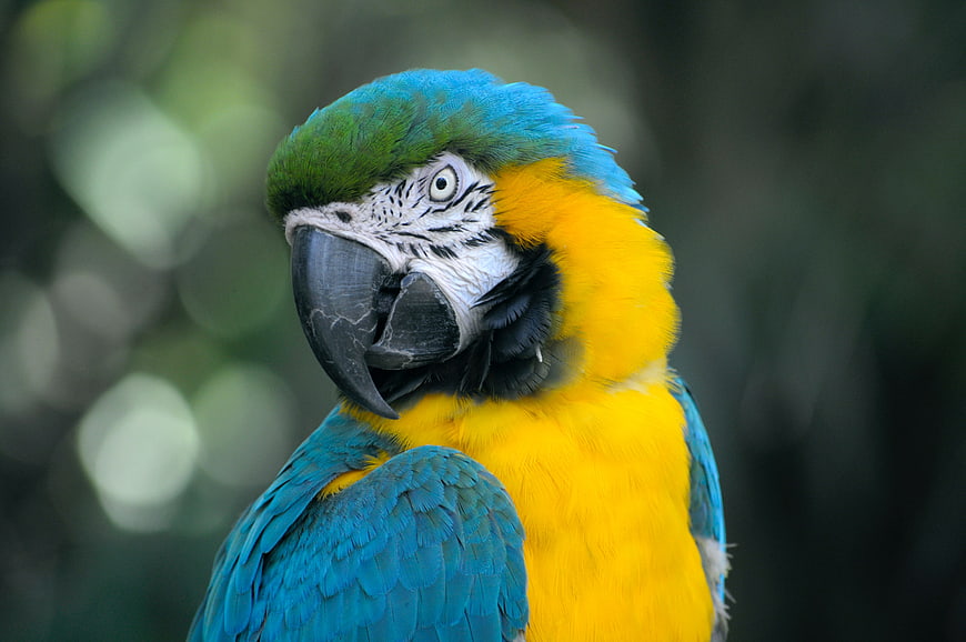 Close-up portrait of a blue and yellow macaw parrot
