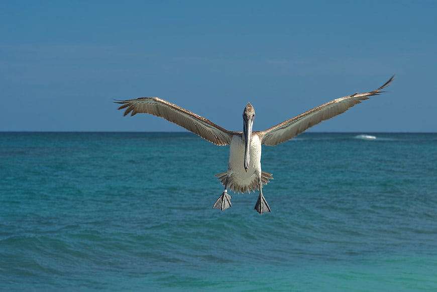 Brown Pelican Flying Over Turquoise Ocean Water