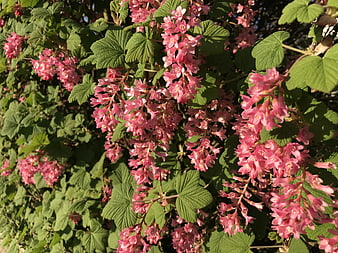 Pink flowering currant bush with green leaves in sunlight