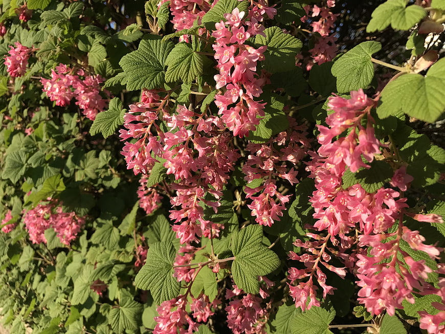 Pink flowering currant bush with green leaves in sunlight
