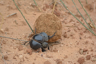 Dung Beetle Rolling Ball of Dung in Sandy Desert