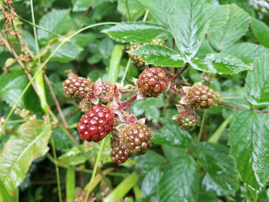 Ripe and Unripe Blackberries Growing on a Bramble Bush