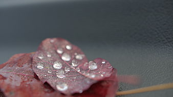 Close-up of red autumn leaf with water droplets on dark background