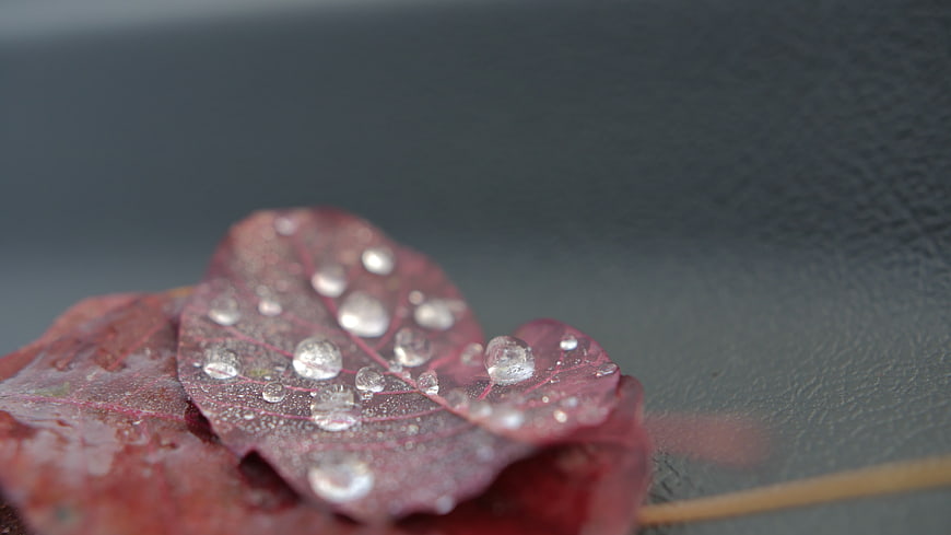 Close-up of red autumn leaf with water droplets on dark background