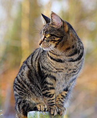 Portrait of a brown tabby cat sitting on a wooden post