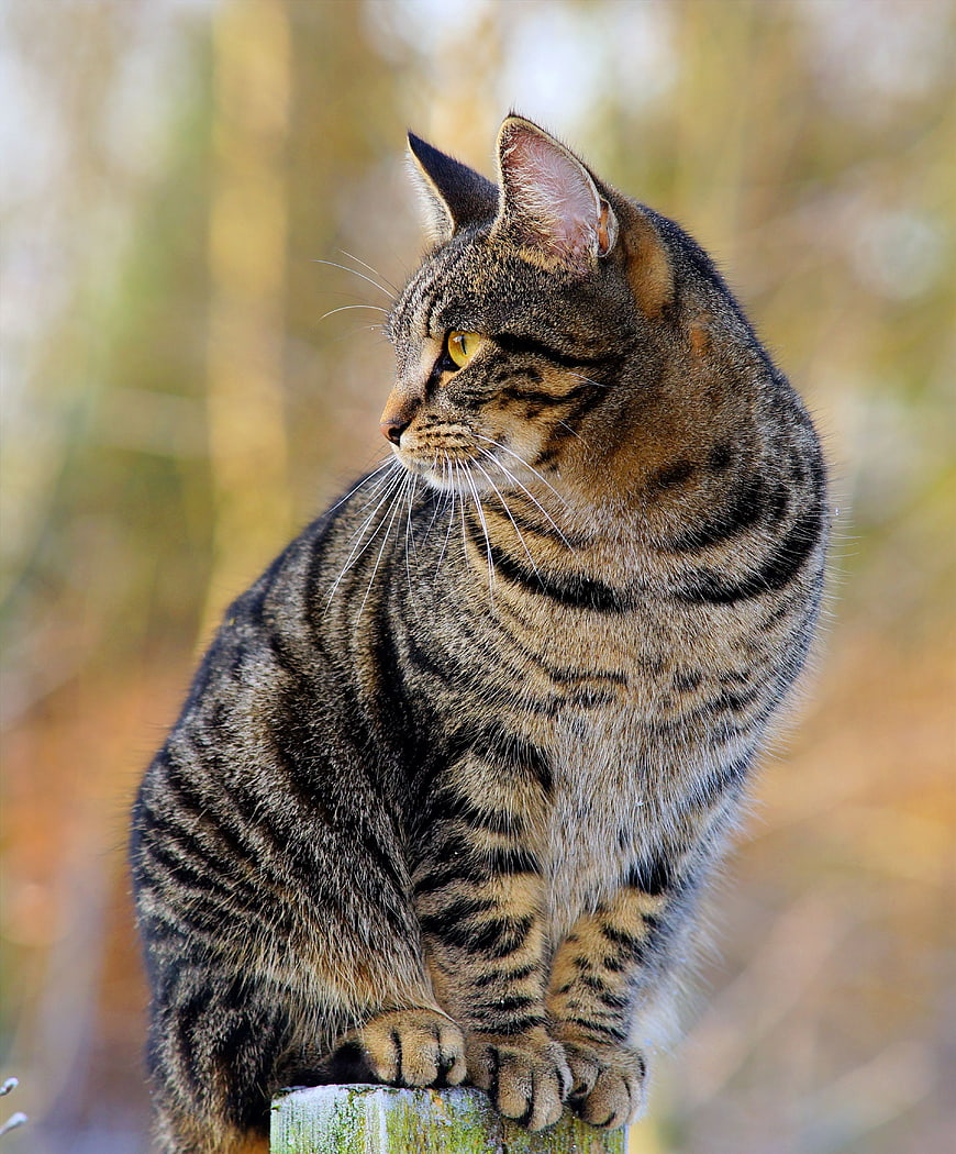 Portrait of a brown tabby cat sitting on a wooden post