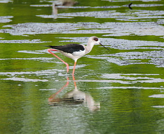 Black-winged Stilt Walking in Green Algae Water