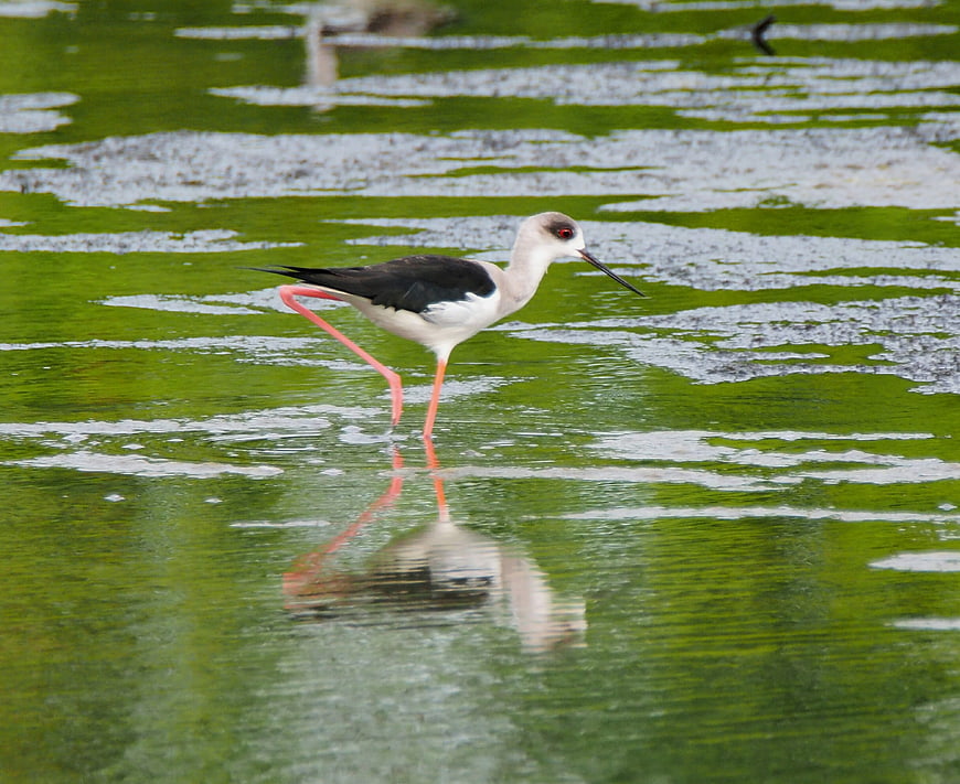 Black-winged Stilt Walking in Green Algae Water