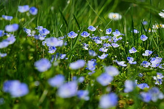Blue Pimpernel Wildflowers in Green Grass