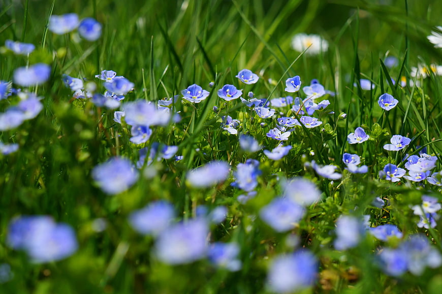 Blue Pimpernel Wildflowers in Green Grass