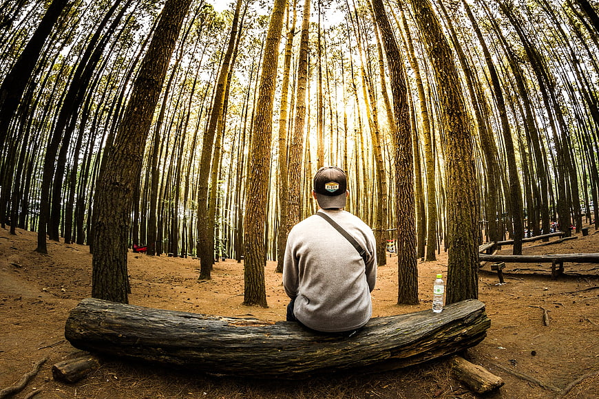 Man sitting on log in tall pine forest looking at sunlight
