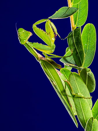 Green Praying Mantis on Leaf Against Blue Background