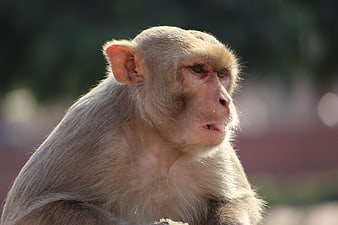Close-up portrait of a macaque monkey in profile
