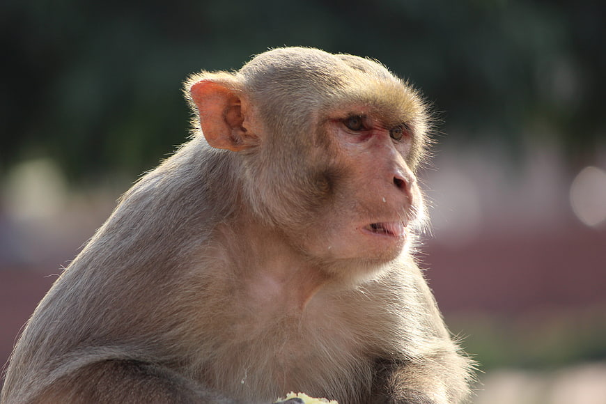 Close-up portrait of a macaque monkey in profile