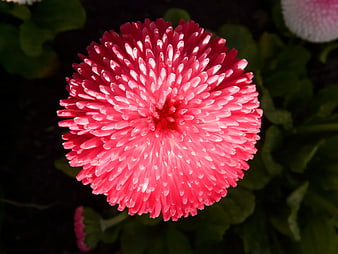 Vibrant Pink Chrysanthemum Flower Close-Up