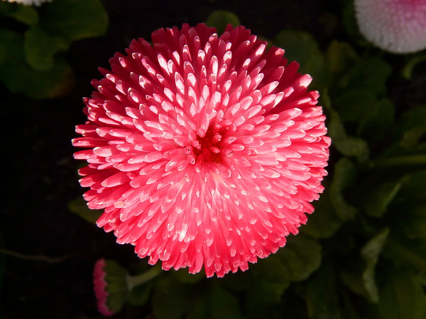 Vibrant Pink Chrysanthemum Flower Close-Up