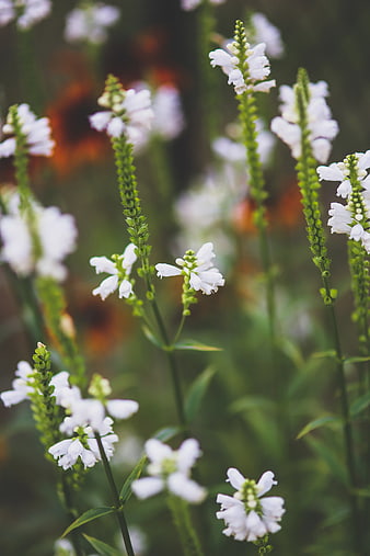 Close-up of white snapdragon flowers in a garden