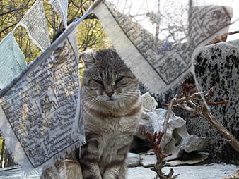 Tabby cat sitting behind prayer flags in temple garden
