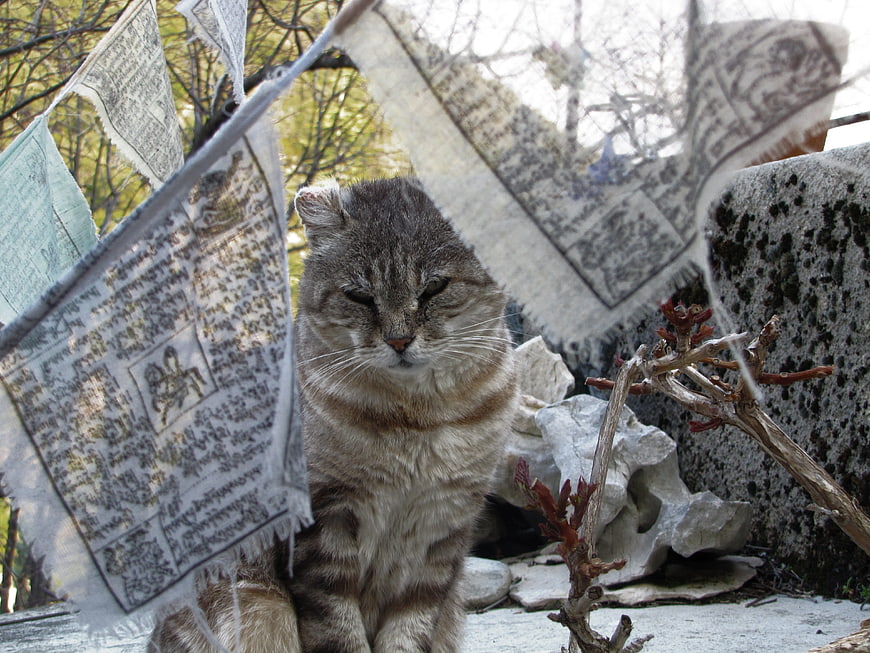 Tabby cat sitting behind prayer flags in temple garden