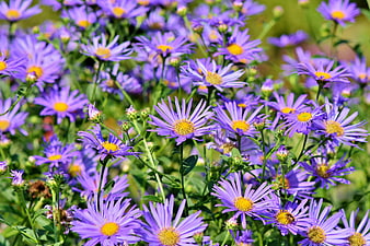Vibrant Purple Aster Flowers Blooming In A Lush Green Garden