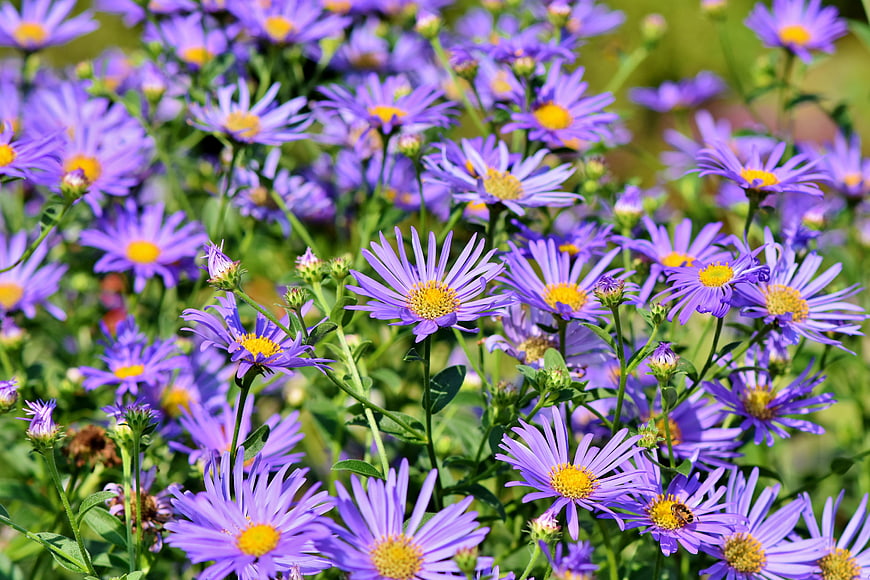Vibrant Purple Aster Flowers Blooming In A Lush Green Garden