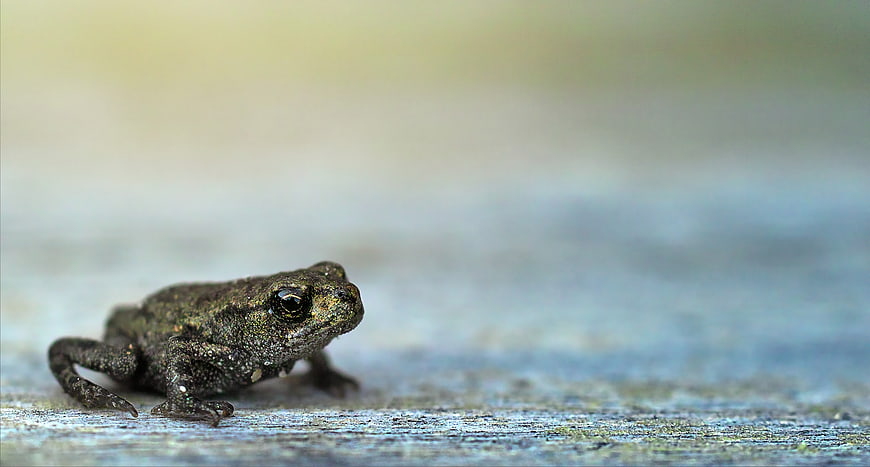 Close-up of a small toad on a textured surface