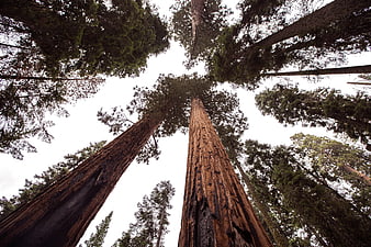 Low angle view of giant redwood trees reaching sky